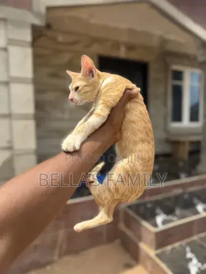 3-6 months Male Purebred American Shorthair