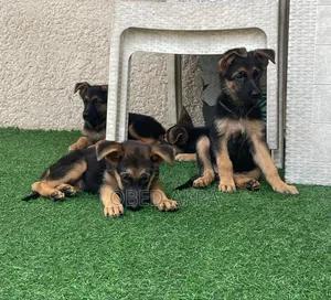 1-3 months Female Purebred German Shepherd