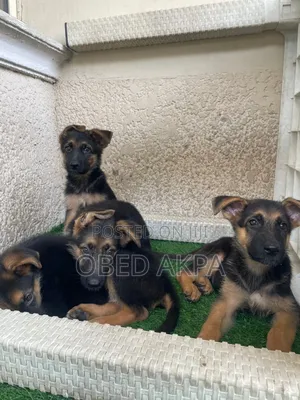 1-3 months Female Purebred German Shepherd