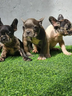 1-3 months Female Purebred French Bulldog