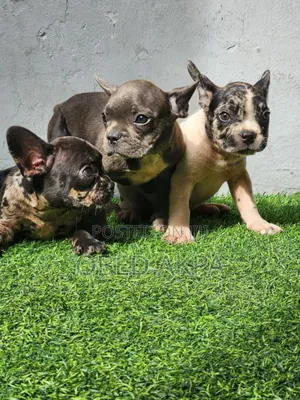1-3 months Female Purebred French Bulldog