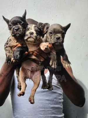 1-3 months Female Purebred French Bulldog