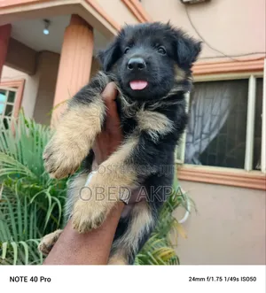 1-3 months Female Purebred German Shepherd