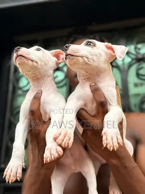 1-3 months Female Purebred American Pit Bull Terrier