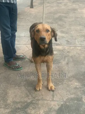 1+ year Female Mixed Breed Rottweiler