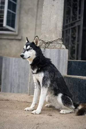6-12 months Female Purebred Siberian Husky
