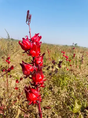 Hibiscus Flower Seed