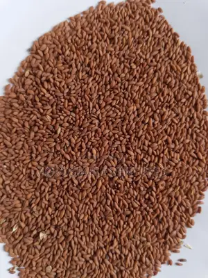 Halim Seeds