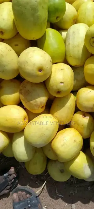Sweet Melon Seed