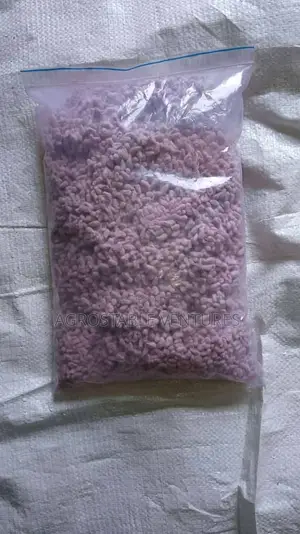 Cotton Seed