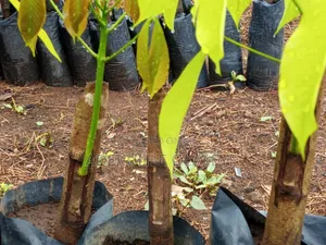 Budded/Grafted Rubber Seedlings for Sale