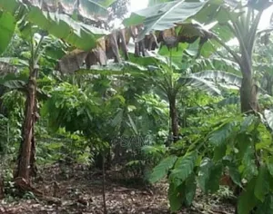 30 Acres of Cocoa Farmland and Others at Around Idi-Ayunre