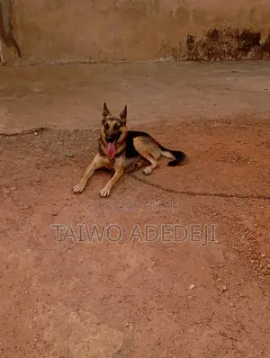 6-12 months Female Purebred German Shepherd