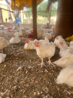 7 Weeks Old Broilers