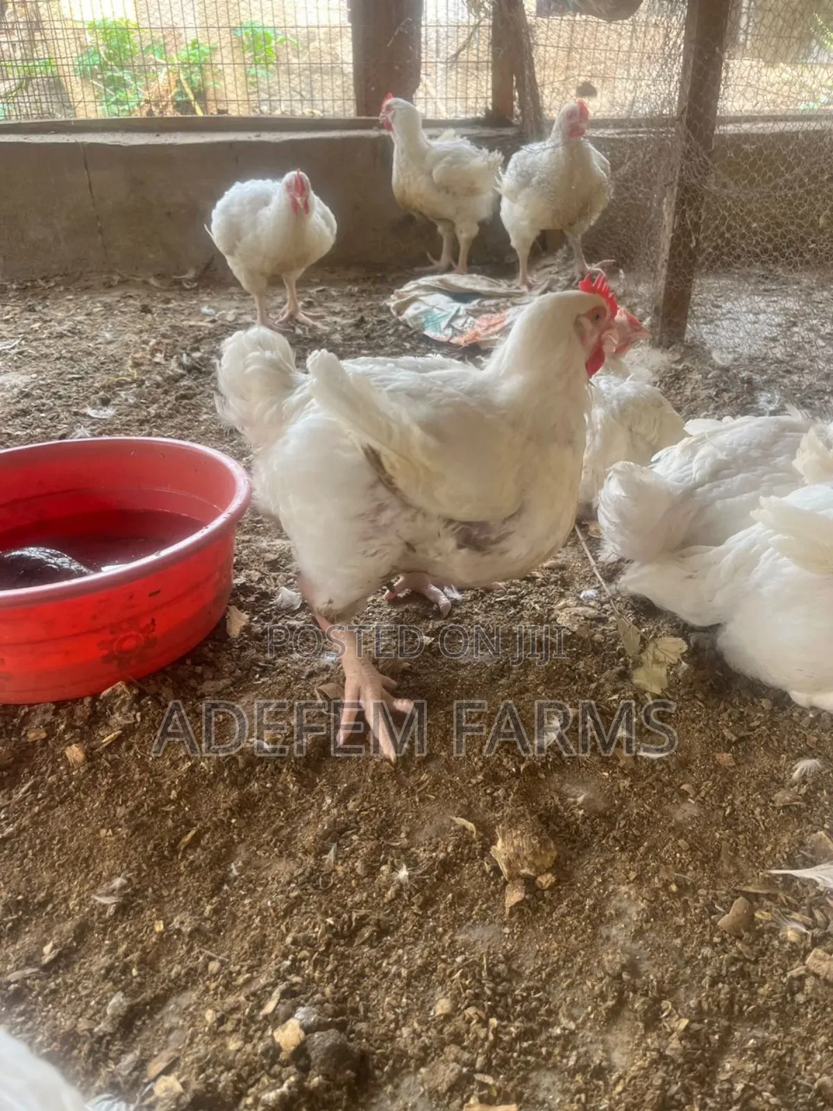 7 Weeks Old Broilers