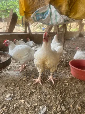 7 Weeks Old Broilers