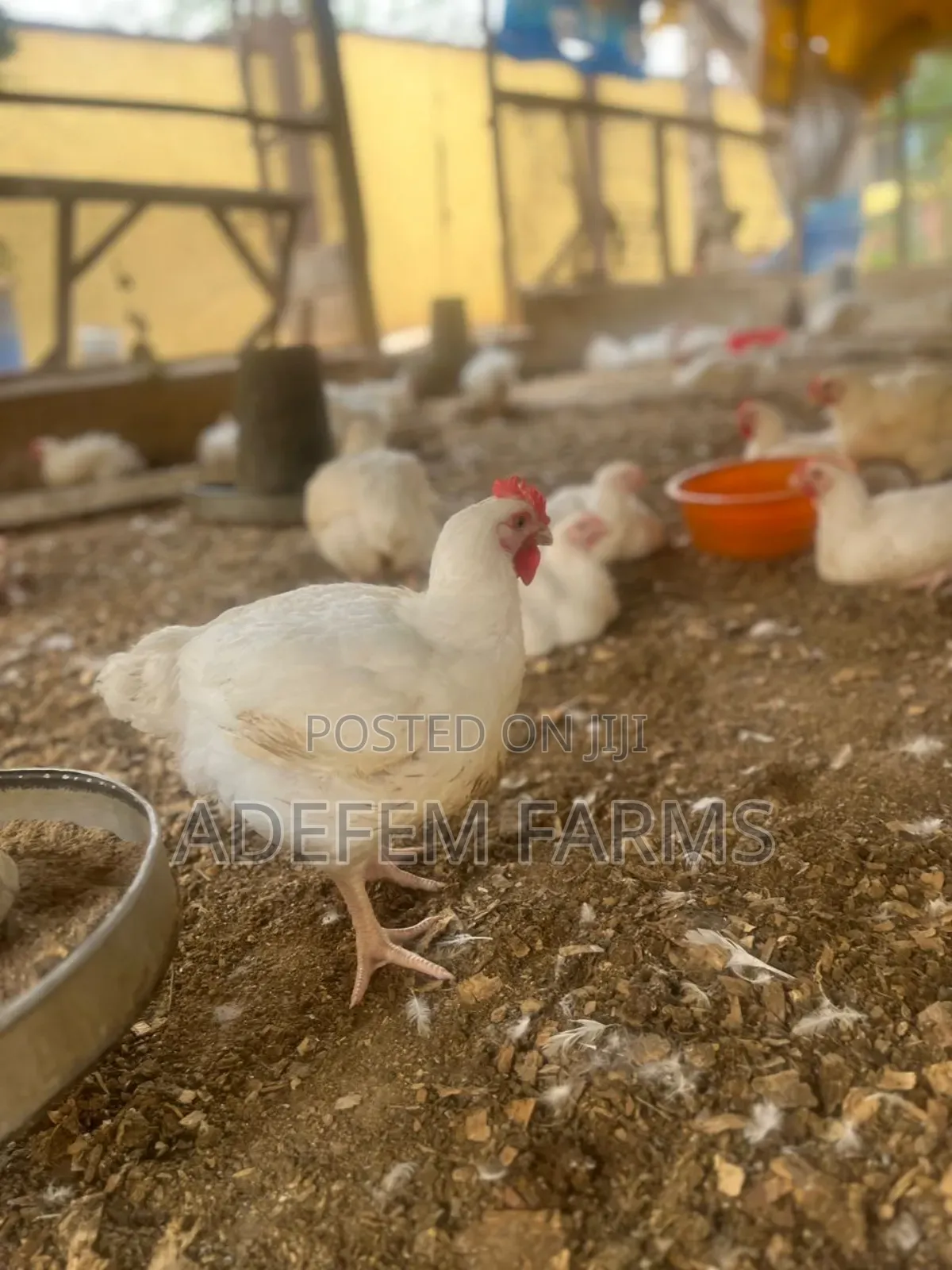7 Weeks Old Broilers