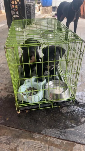 1-3 months Female Purebred Cane Corso