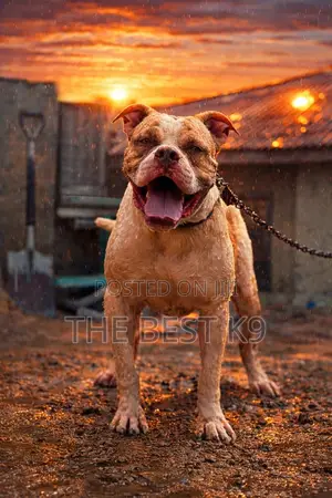 1+ year Male Purebred American Pit Bull Terrier