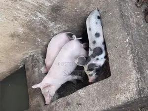 Standard Weaners for Sale!