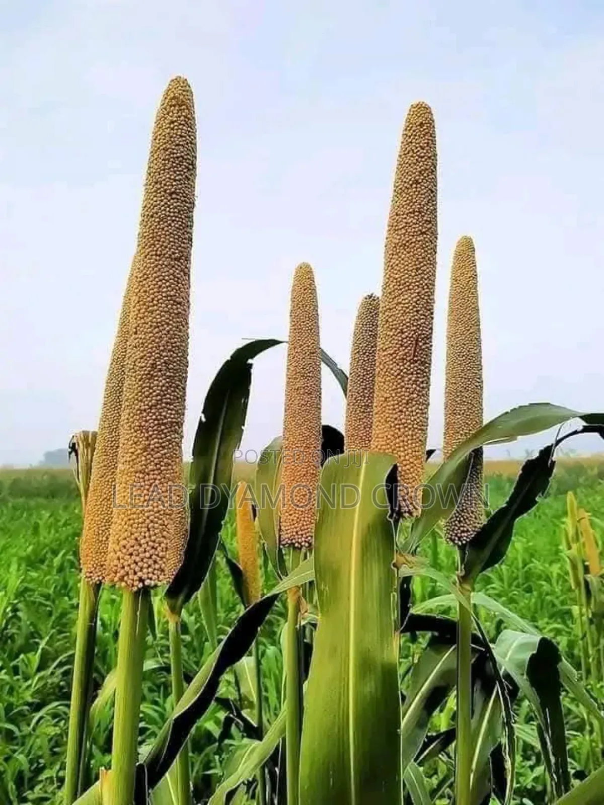 Pearl Millet