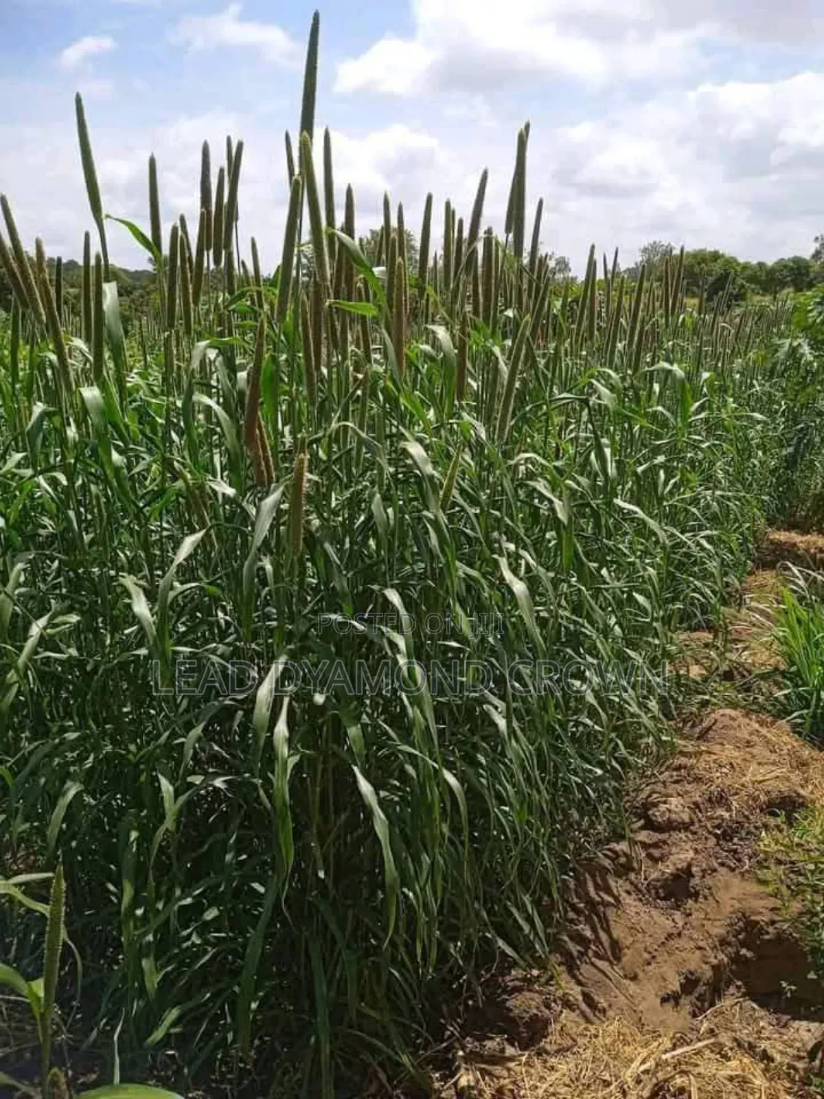 Pearl Millet
