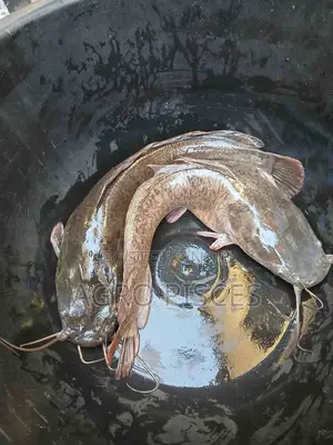 Fresh Live Catfish for Sale (Healthy Affordable)