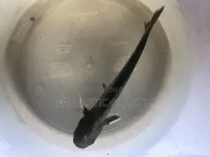 Pagasius Shark Fish