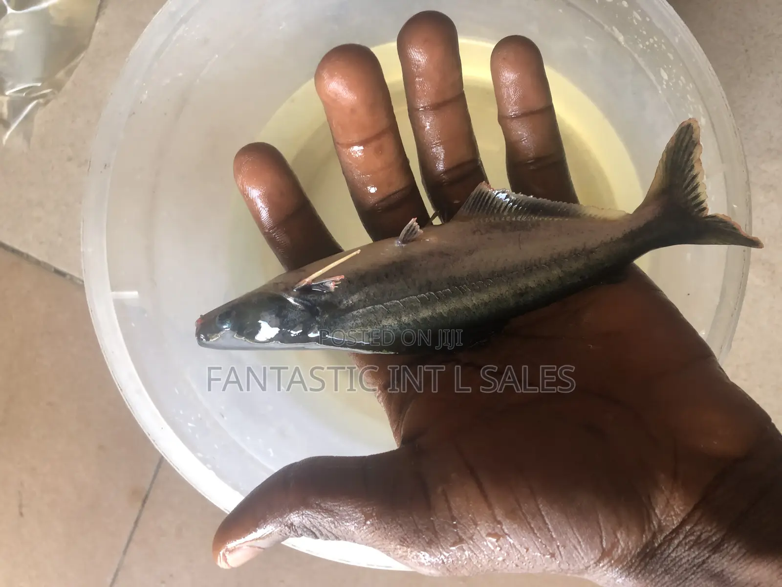 Pagasius Shark Fish