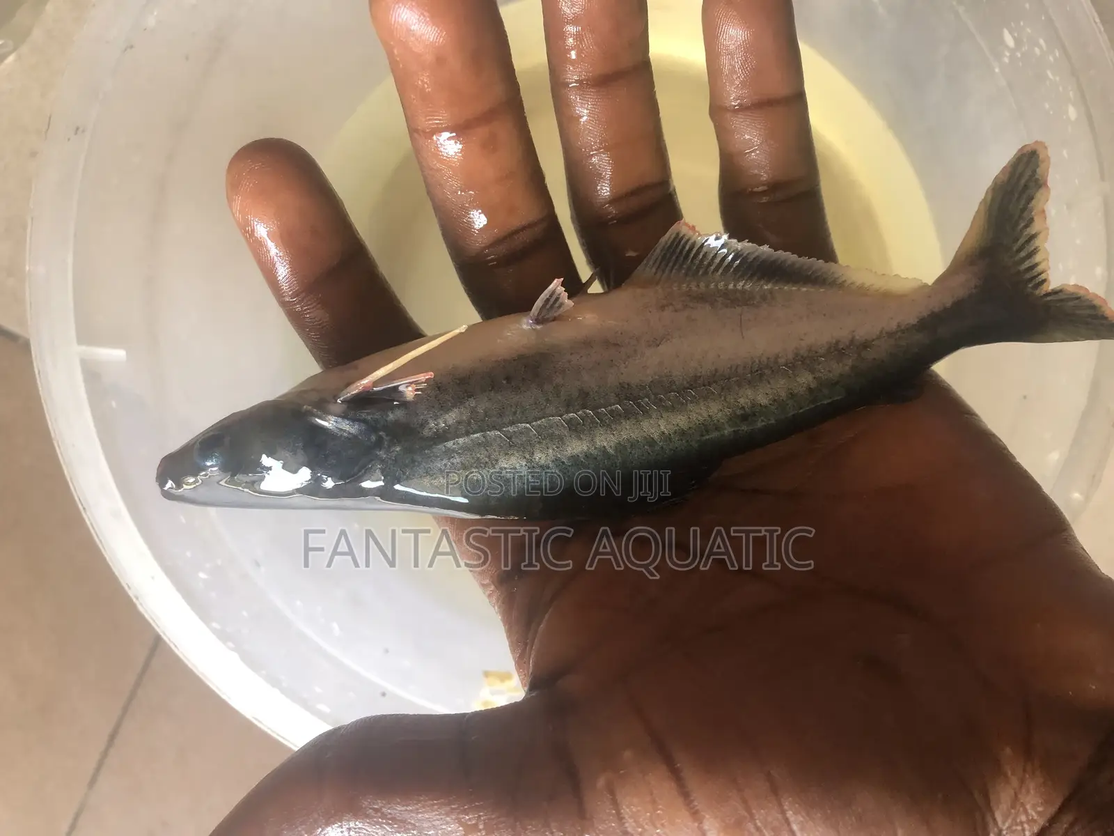 Pagasius Shark Fish