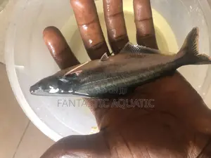 Pagasius Shark Fish