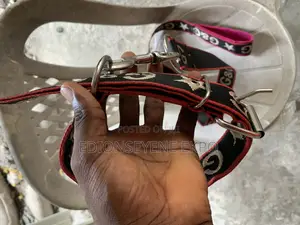 Dog Leash Available