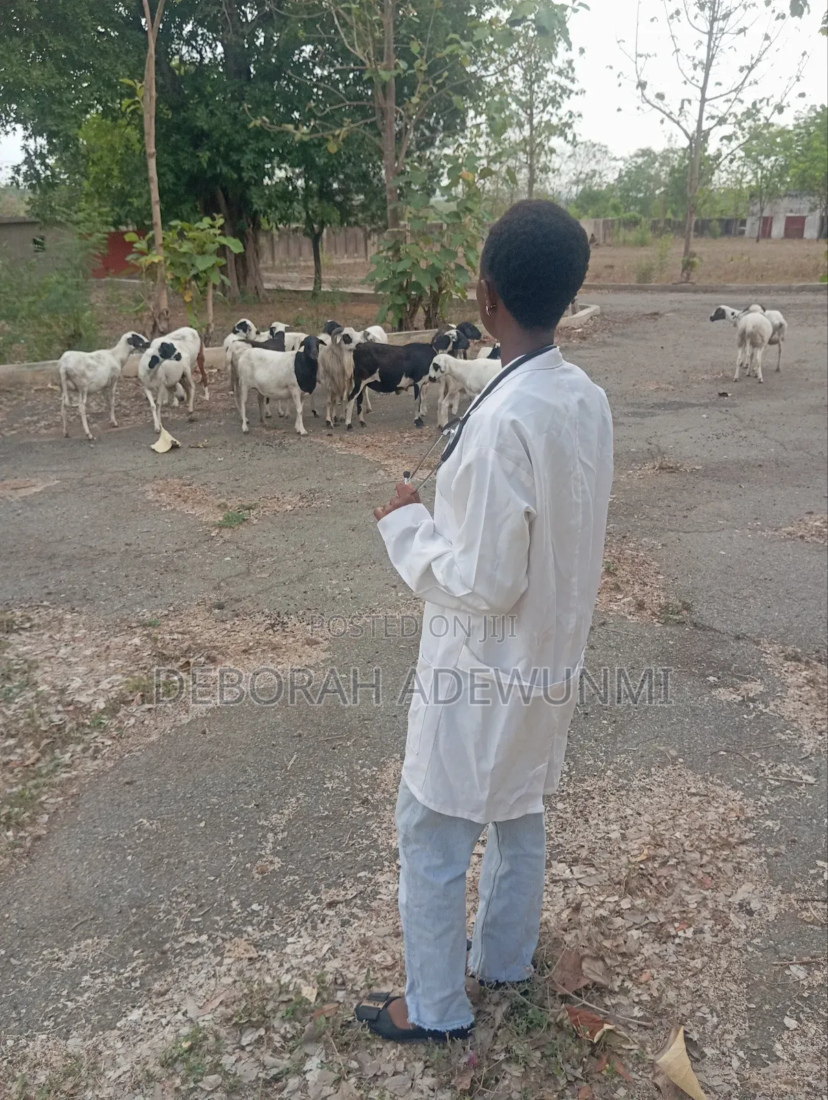 Veterinary Doctor/Consultant