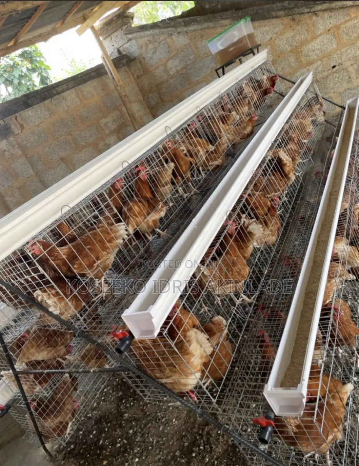 Poultry Cages