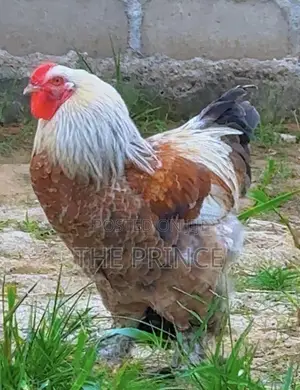 American Giants Brahma Chicken