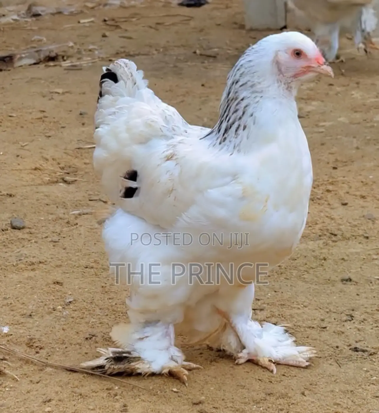American Giants Brahma Chicken