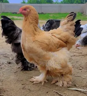 American Giants Brahma Chicken