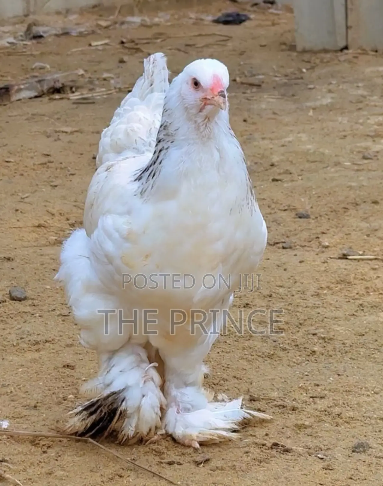 American Giants Brahma Chicken