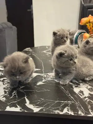 0-1 month Female Purebred British Shorthair