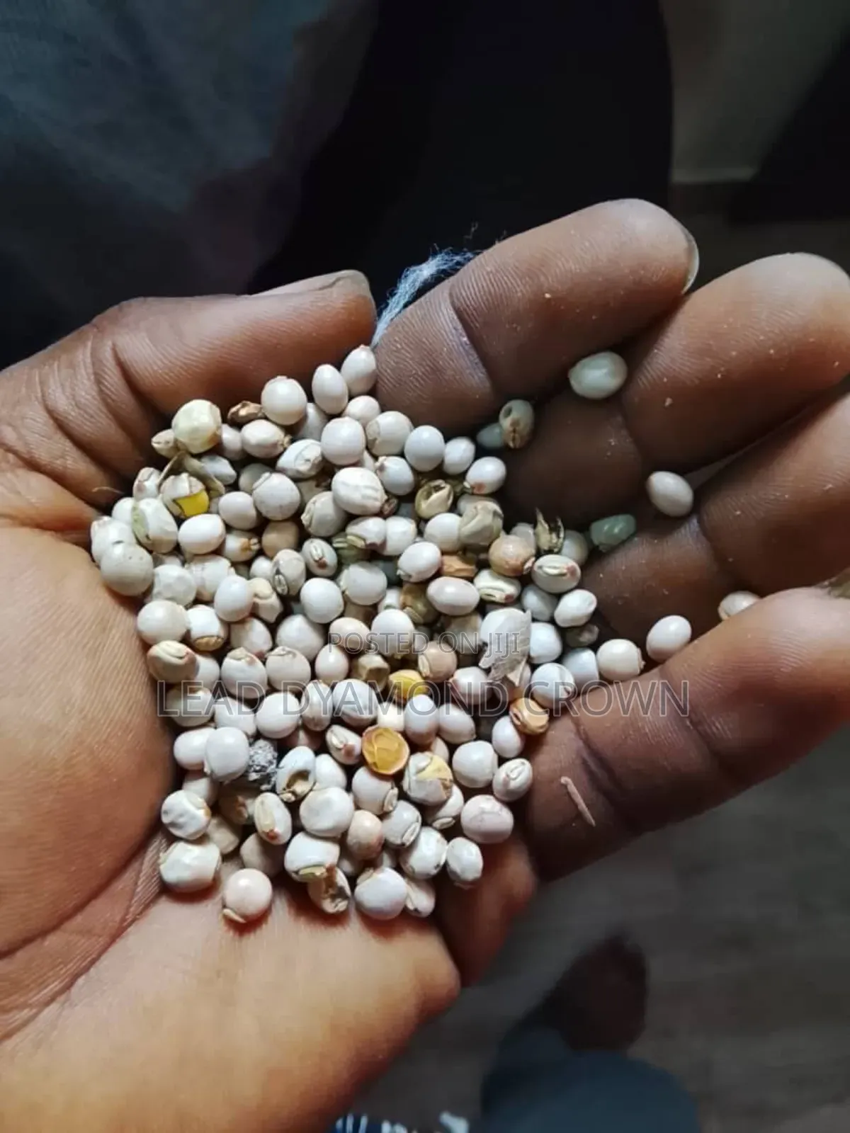 Cajanus Cajan (Pigeon Peas)