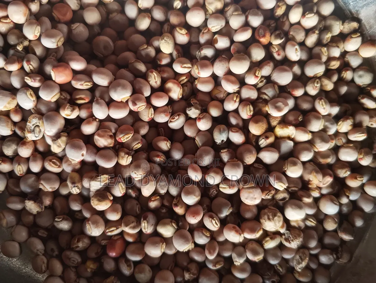 Cajanus Cajan (Pigeon Peas)