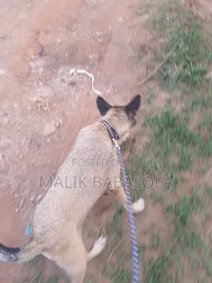 1+ year Female Mixed Breed German Shepherd