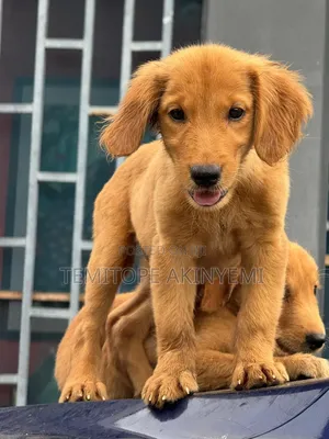 3-6 months Female Purebred Golden Retriever