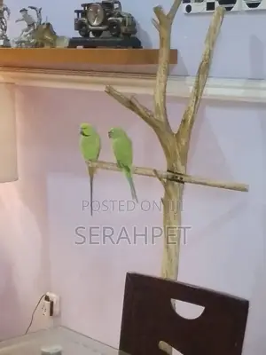 Birds for Sale