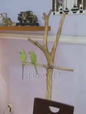 Birds for Sale