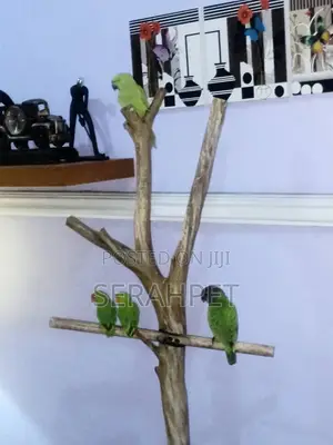 Beautiful Parakeet Birds for Sale