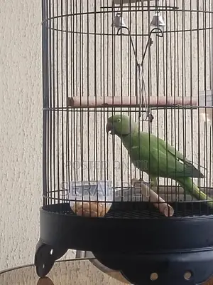 Beautiful Parakeet Birds for Sale
