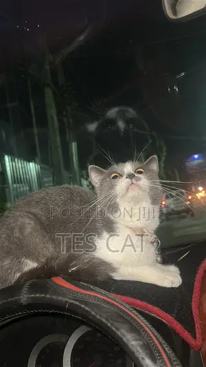 6-12 months Female Purebred British Shorthair