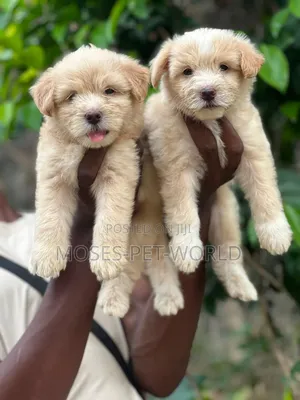 1-3 months Female Purebred Lhasa Apso