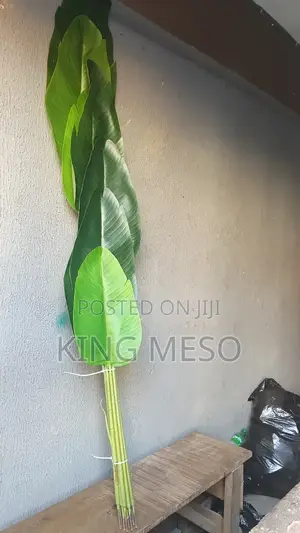 Banana Plant Available as Seen